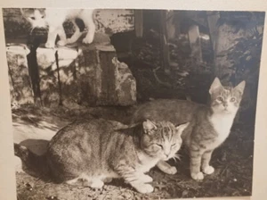 JOSEPH GEORGE LOESCH, PH. D. PHOTOGRAPH 3 CATS BLACK & WHITE 18 X 15" MATT - Picture 1 of 5