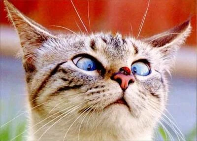 Gato con Ladybug en la nariz - Tarjeta en blanco mate Avanti Deluxe de Avanti Press Foto 1 de 2