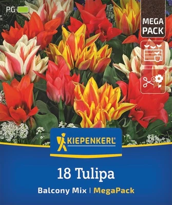 Kiepenkerl Mega-Pack Botanische Tulpen Balkonzauber, 18 Stück Blumenzwiebeln - Bild 1 von 4