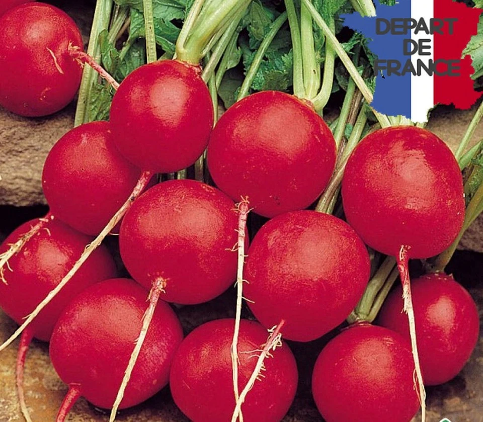 RADIS ROND SAXA 2 - 100 GRAINES BIO - Photo 1/1