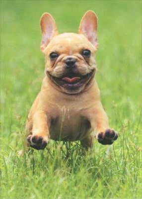 Tarjeta de notas en blanco Frenchie Jumping In Grass Deluxe mate para perro de Avanti Press Foto 1 de 2