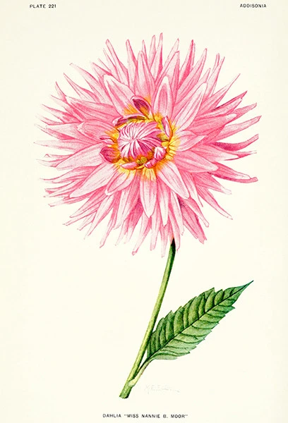 Póster ilustración floral Dahlia - Miss Nannie Moor - 1921 Foto 1 de 1