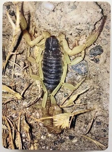 GRAN MAZO COMPLETO DE CARTAS DE JUEGO Insecto Escorpión Oculto Nuevo/Original 52+2 Jokers L@@K - Imagen 1 de 5