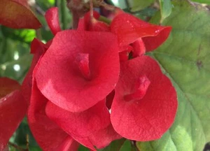 RED MANDARIN HAT Rare Live Plant Unique Red Blooms Vine-Like Growth Habit - Picture 1 of 4