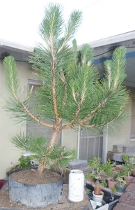 Japanese Black Pine Pre Bonsai Dwarf Kifu Fat Trunk Nice Nebari Pinus thunbergii - Picture 1 of 5