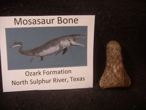 Dinosaur Bone Mosasaur Vertebrae Ozan Formation Texas, US - Picture 1 of 5