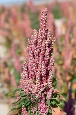 SEEDVILLE USA 50 Organic CHERRY VANILLA QUINOA Chenopodium Pink Flower White Grain Vegetable S