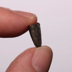 Nanotyrannus Premax Zahn Dinosaurier - Fossil - Hell Creek Formation Kreidezeit - Bild 1 von 8