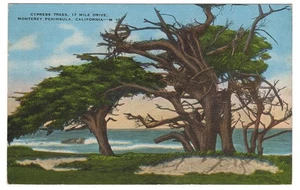 Monterey Peninsula California Cypress Trees Vintage Postcard - Picture 1 of 2