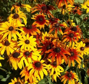 Gloriosa Daisy Seeds 300+ Flower USA FREE SHIPPING PERENNIAL NATIVE WILDFLOWER - Picture 1 of 2