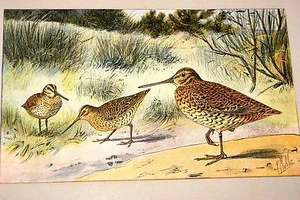 LA DOUBLE BECASSINE MAHLER AQUARELLE MANUFRANCE 1907 - Picture 1 of 1