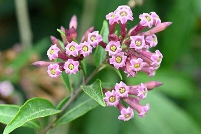 Cestrum elegans | Smithii | Pink Cestrum | 10 Seeds - Image 1 of 4