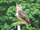 Photo 6X4 Eagle Owl Bubo Bubo Bonaly One Of A Cast Of Several Birds Of C2006