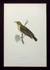 CURRUCA DE MADERA, ornitológica antigua original, estampado de pájaro, MORRIS, 1896 - Imagen 1 de 2