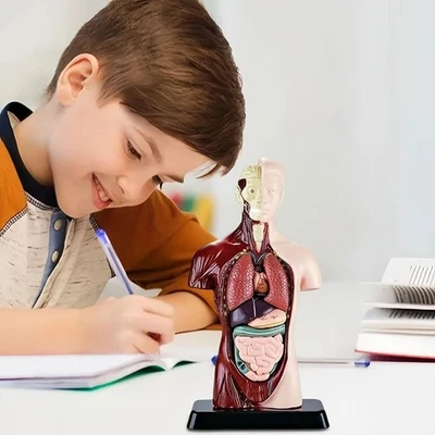 DIY Schaufensterpuppe menschlicher Torso Anatomie Modell Kind Skelett Modell frühes Lernen - Bild 1 von 4