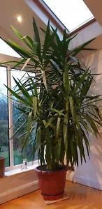 Large Yucca Plant 270 cm/ 9 ft/ 106 inch in height - Picture 1 of 6