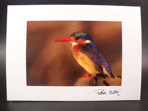 Patrick Bentley Images of South Luangwa Zambia Africa Photograph Art Card - Picture 1 of 5