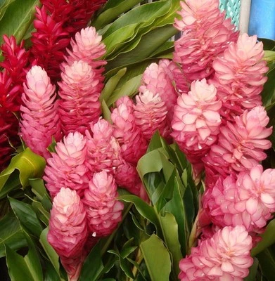 Hawaiian Hot Pink Ginger-Alpinia Purpurata- SMALL ROOTED STARTER Plant - Image 1 of 4