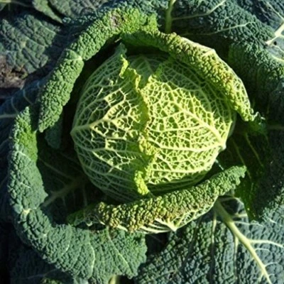 HORTUS 500 SEMI DI CAVOLO VERZA DI PACENZA INVERNALE-BRASSICA OLERACEA BULLATA