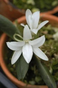 WHITE MADAGASCAR MINIATURE ORCHID SPECIES Aerangis fastuosa BS 2 inch pot - Picture 1 of 3