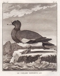 Pipas paloma euroasiática pato patos patos grabado en cobre Buffon 1780 - Imagen 1 de 1