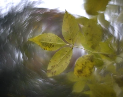 Helios 44-2 58mm F/2 BELOMO Petzval Modification Dreamy Swirly Bokeh M42 LENS - Image 1 of 4