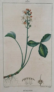 MENIANTE Botanique GRAVURE Lambert TURPIN Plante Fleurs XIX° - Picture 1 of 2