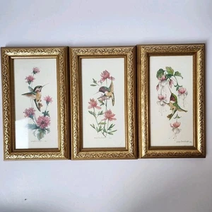 Colibrì Carolyn Shores Wright Wall Art stampa incorniciata set 3 pezzi cornice oro - Foto 1 di 7