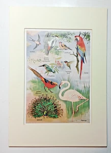 Birds undated illustration vintage mounted Print 12ins x 8ins - Picture 1 of 5
