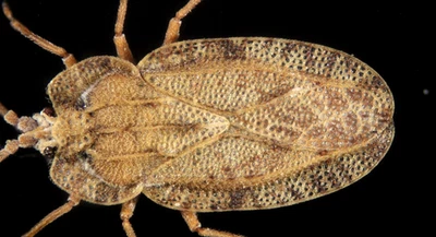 Antique microscope slide by Norman. "Plant Bug. Tingis cardui".  Superb mount. - Image 1 of 4