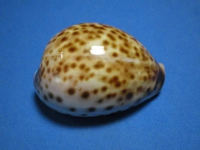 Cypraea tigris (Linneo, 1758) "¡HERMOSA!" (61,2 mm) Foto 1 de 4