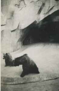 France Zoo Brown Bears Old snapshot Photo 1930 - Imagen 1 de 3