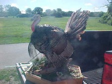 Mounted Full Body Wild Tom Turkey Taxidermy Mount Life Size 36"