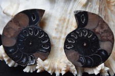 8880 Rare 1 in 100 Black Ammonite Pair Deep Crystals Md 110myo Fossil 46mm 1.8"
