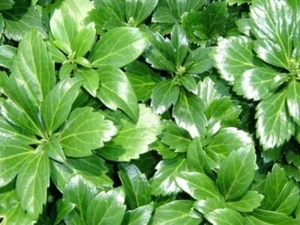 100 x Pachysandra terminalis 'Green Sheen‘ (Bodendecker/winterhart) Dickmännchen - Bild 1 von 5