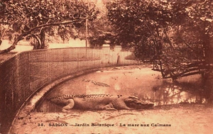 Postal de colección Vietnam Cochinchine Saigon Jardín Botanique Caïmans C249 - Imagen 1 de 2