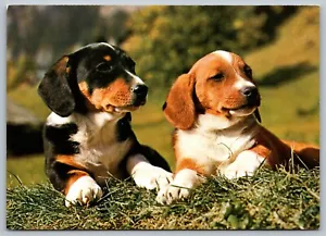 Postal Lindos Cachorros Sentados en el Campo Perros Jóvenes Drever Beagle 6"x4" - Imagen 1 de 2