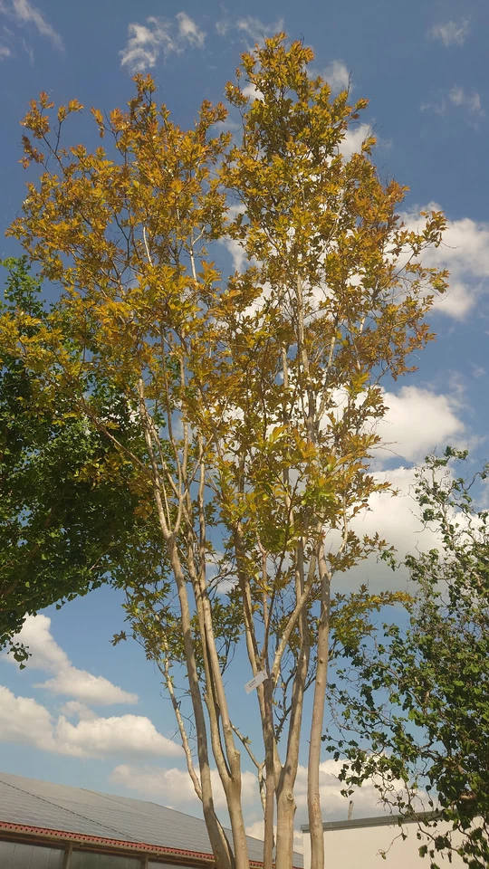 Kreppmyrte (Lagerstroemia natchez) höhe: ca. 350cm - Bild 1 von 4