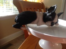 Boston Terrier Over the door statue