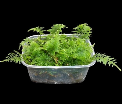 Thuja Moos, Thuidium tamariscin, lebend, Terrarien Moos Pflanzen, Flaschengarten - Bild 1 von 4