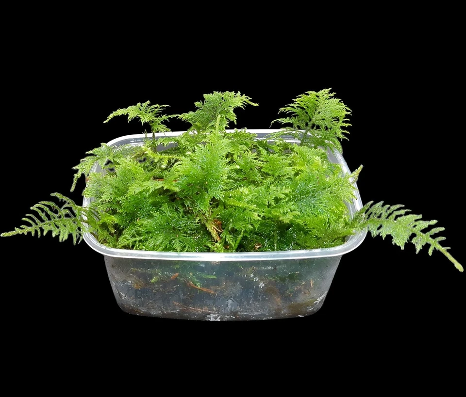 Thuja Moos, Thuidium tamariscin, lebend, Terrarien Moos Pflanzen, Flaschengarten - Bild 1 von 4