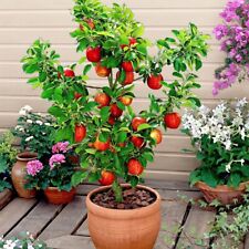 10 Apple Seeds Bonsai bonsai low temperature resistant garden plant