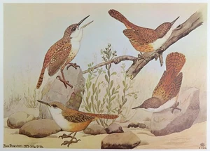 Rex Brasher Bird Print, Canyon Wren, 16x12 in. - Picture 1 of 3