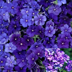 Phlox beauty blue 65 Seeds FLOWERS Beautiful GARDEN - Picture 1 of 2