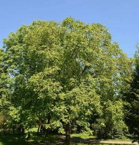 Walnuss Broadview 125-150cm - Juglans regia - Bild 1 von 1