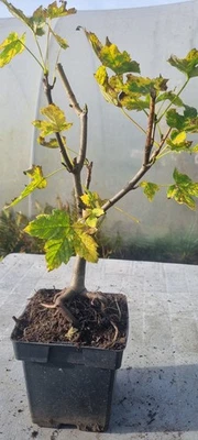 Bonsai,  Bergahorn  , Acer pseudoplatanus  im 2 Liter Topf - Bild 1 von 4