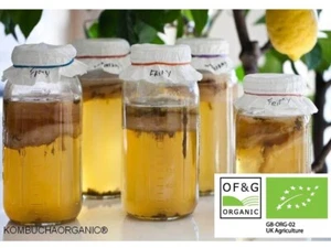 JUN Kombucha Bio Scoby & Istruzioni con Starter Tea di Kombuchaorganic® XL - Foto 1 di 5