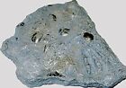 Caenisites sp-pyritized Golden ammonite,FOS-B39,276.41ct,66x56x7mm
