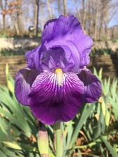 Varbosiana (Maly-Bosnia 1927) Historic Tall Bearded (Tb) Iris - 1 Rhizome