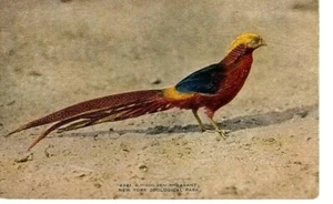 Vintage RPPC Postkarte New York Zoologische Gesellschaft Goldener Fasan - Bild 1 von 2